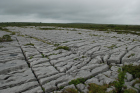 Sheshymore Limestone pavement exposes shallow water carbonates of the Brigantian, Slievenaglasha Formation. These classic kharstified exposures of tabular blocks of limestone pavement, Clints, are cut by vertical fractures, Grikes, which were widened by post glacial disolution (McNamara, & Hennessy, 2010). Fractures were intially established during Variscan folding (Coller, 1984).